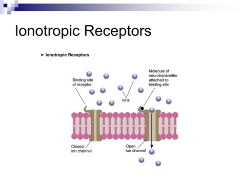 adenosine and ionotropic chanels|ionotropic receptors.